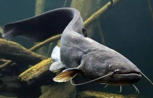 鲶鱼会吃掉鲶鱼吗?_养鱼