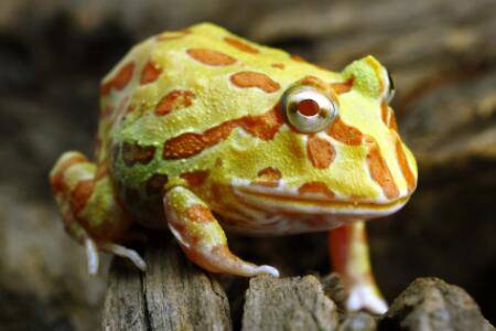 黄金角蛙是否有毒_养蛙