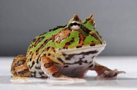 一只蝴蝶角蛙的寿命有多长_养蛙