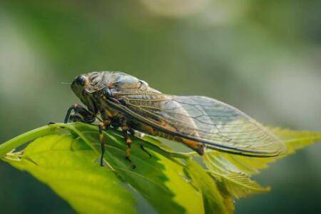 蝉的寿命有多长?_养蛙