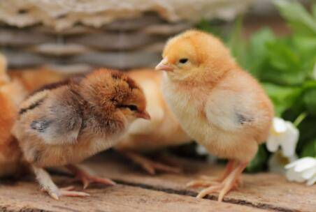 小鸡怎么挑选?_养鸡