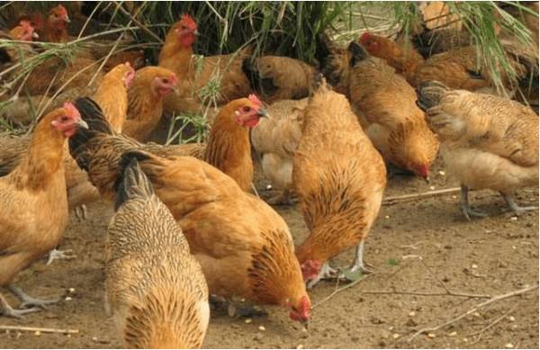 小型养鸡场投资成本及利润分析_养鸡