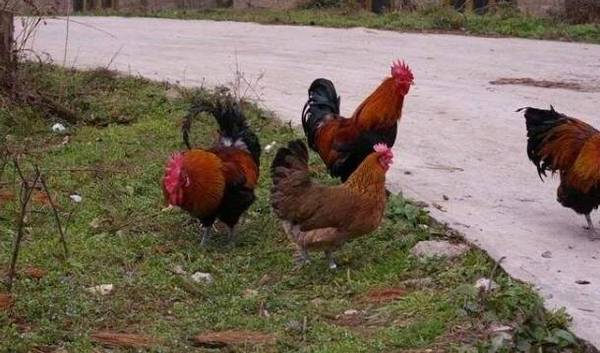 小型养鸡场投资成本及利润分析_养鸡