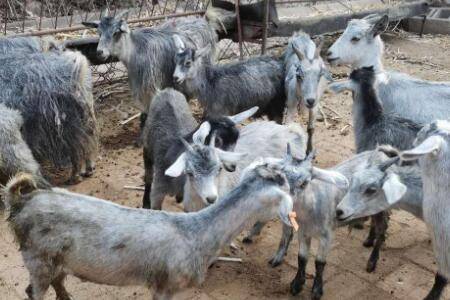 羊腐蹄病症状表现及防治方法_养羊