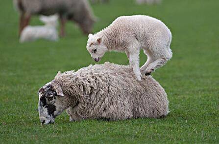 母羊有没有羊角?_养羊