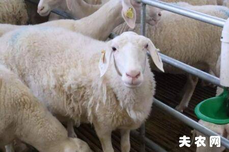 湖羊和小尾寒羊有什么区别_养羊