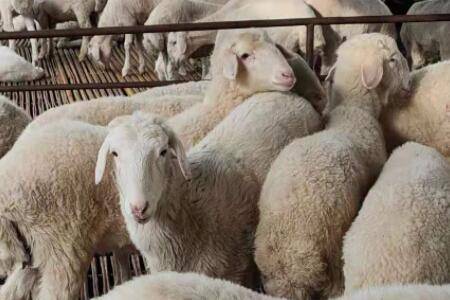 小尾寒羊是不是山羊?_养羊