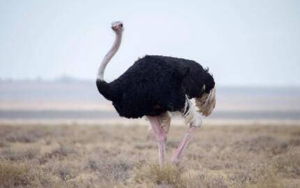 鸵鸟怕不怕冷?_养殖问答