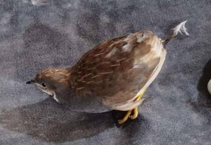 芦丁鸡会不会飞?_养鸡