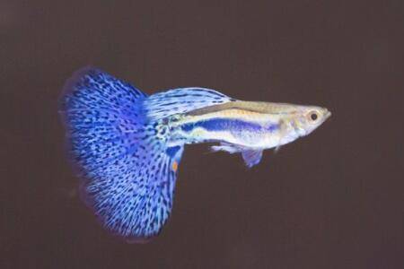 孔雀鱼生完小鱼怎么处理?_养鱼