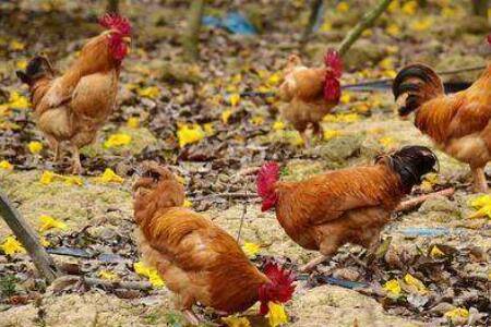 鸡可以饿几天不死?_养鸡