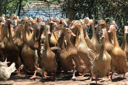 蛋鸭落蛋什么原因,怎么办?_养鸭