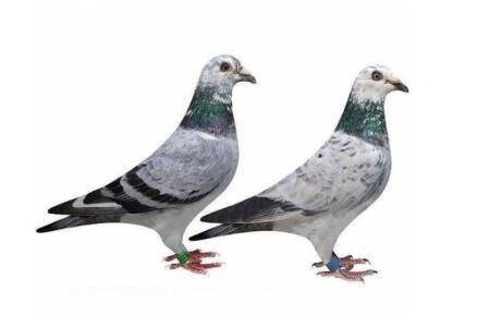 信鸽每小时能飞多少公里?_养鸽