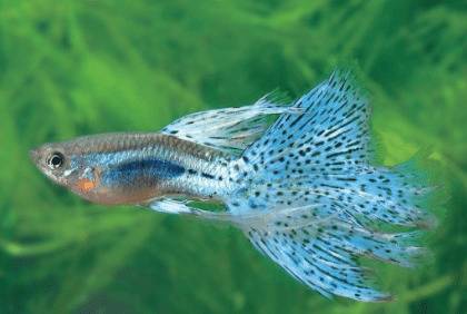 孔雀鱼生完小鱼怎么处理?_养鱼