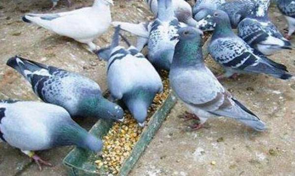 肉鸽的品种有哪些,常见的9种肉鸽品种_养鸽