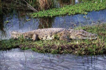 鳄鱼会不会拉尿?_养鱼