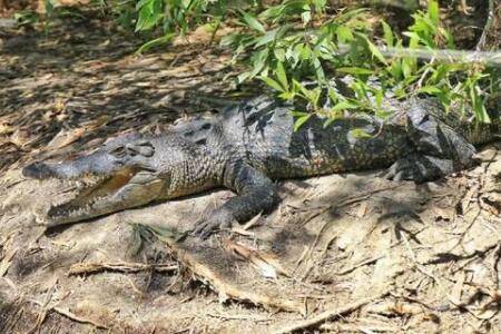 鳄鱼会不会拉尿?_养鱼