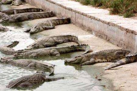 鳄鱼会不会拉尿?_养鱼