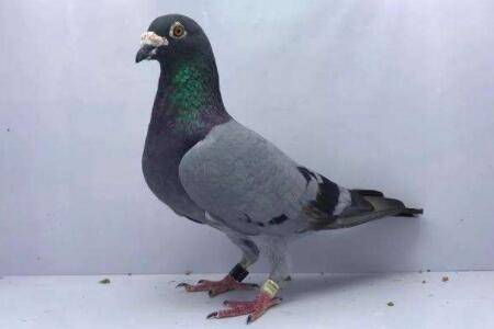 信鸽怎么训放好?_养鸽