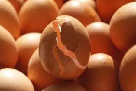 鸡啄蛋什么原因,怎么防治?_养鸡