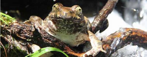 石蛙的寿命多长_养殖问答