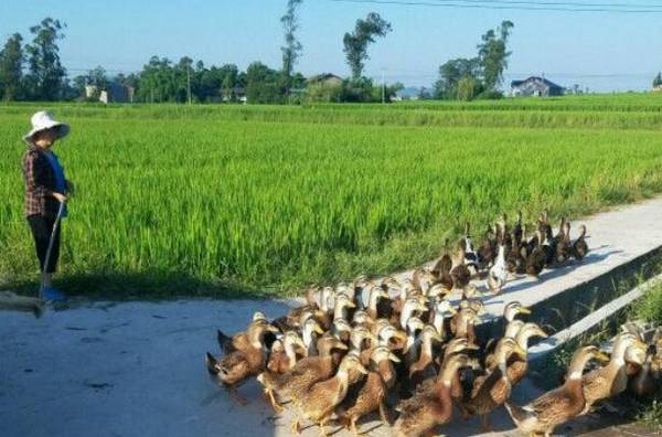 稻田养鸭赚钱吗,稻田养鸭的利润怎么样?_养鸭