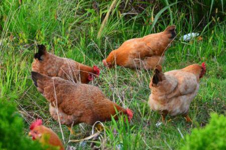 养鸡驱虫的常用方法_养鸡