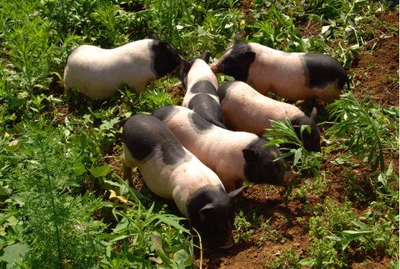 香猪的养殖利润多少_香猪养殖