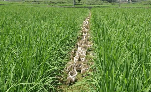 稻田养鸭怎么养,稻田养鸭的养殖技术_养鸭