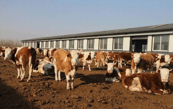 肉牛的子宫炎怎么治疗?_养殖问答