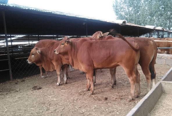 怎么预防肉牛的子宫炎?_养殖问答