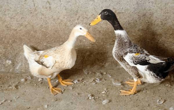 育成鸭的生长特点_养鸭