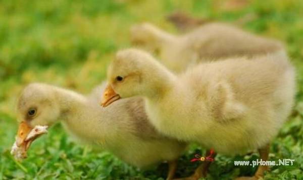 优质雏鹅品种的选择要点_养鹅