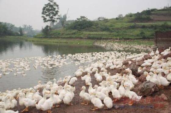 鸭子拉肚子的治疗方法_养鸭