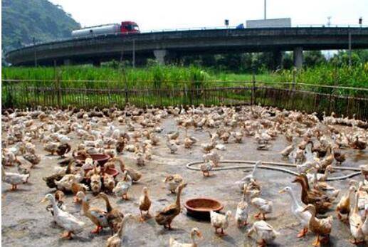 养鸭的经验技巧_养鸭