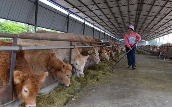 养牛国家补贴多少钱,领养牛补贴的条件是什么_养殖问答