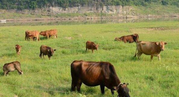 养牛国家补贴多少钱,领养牛补贴的条件是什么_养殖问答