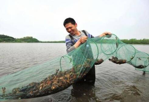 淡水小龙虾养殖三要点,水好料好小龙虾长得好_养虾