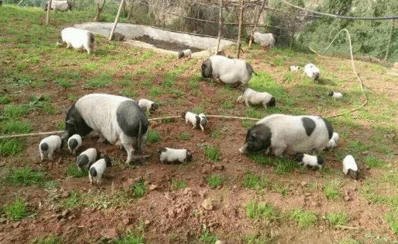 饲养巴马香猪要注意的几个问题_香猪养殖