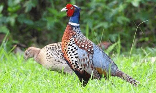 养殖山鸡投资多少钱,几千元也能养山鸡_山鸡养殖