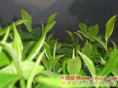 绿茶是电脑一族必吃的防辐射食物