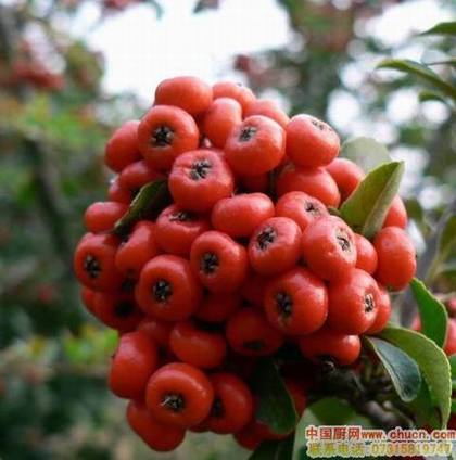 Ů�����ǵ���һ��سԵķ�����ʳ��