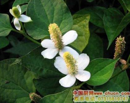 鱼腥草是电脑一族必吃的防辐射食物