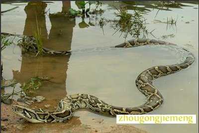 梦见蟒蛇 梦见蟒蛇