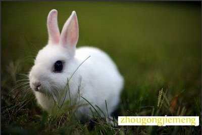 梦见白兔