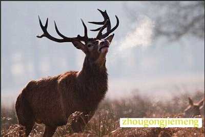 梦见牡鹿
