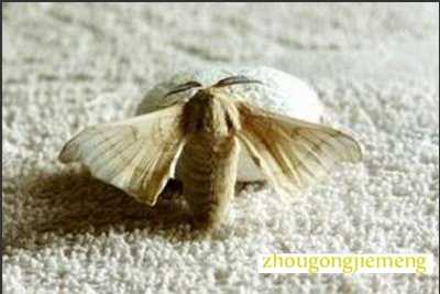 梦见蚕蛾出茧