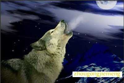 梦见狼叫