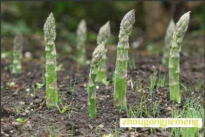 梦见芦笋