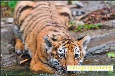 梦见老虎扑向別的动物